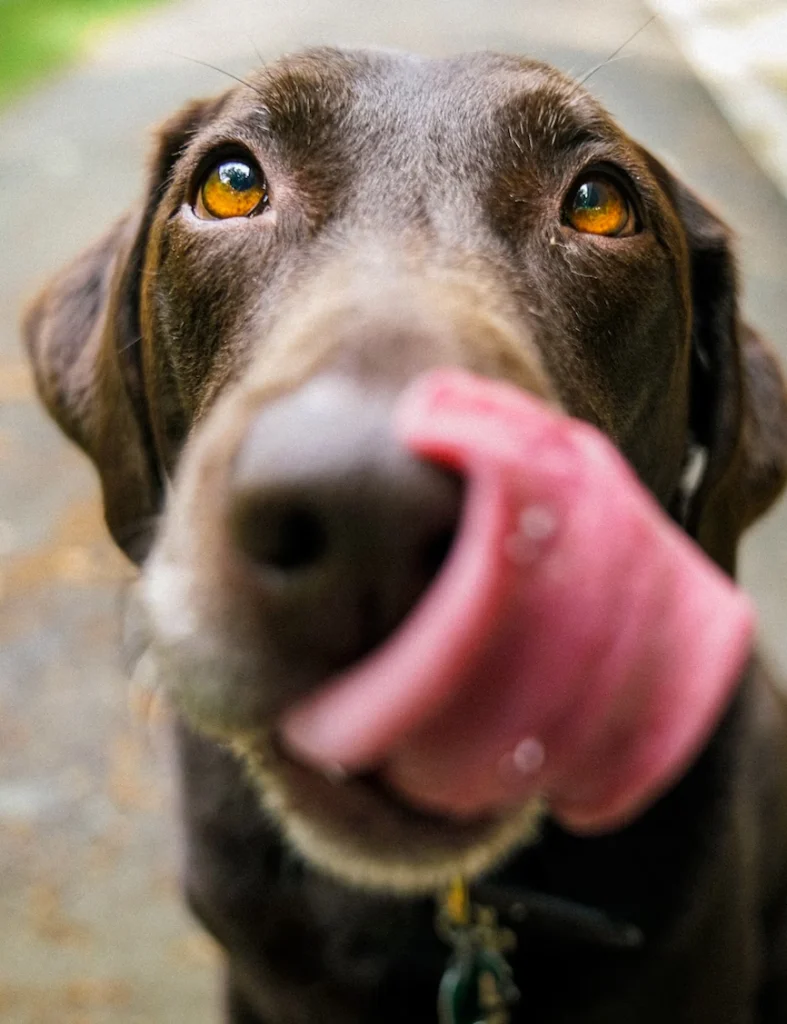 Experimento pavlov perro